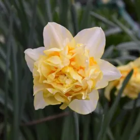 Narcissus 'Butter And Eggs'